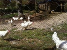 vendo excedente huevo ecologico fresco unico de gallina salvaje de pastos - mejor precio | unprecio.es