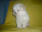 BICHON MALTES mejores no los encontraras - mejor precio | unprecio.es