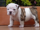 Bulldog frances gorditos - mejor precio | unprecio.es