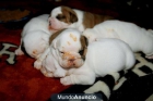 Bulldog Ingles 100% raza, Urge adopcion. - mejor precio | unprecio.es