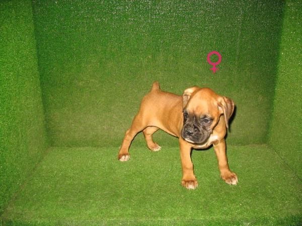 CACHORRITO BOXER 190  , HEMBRA PRECIOSA