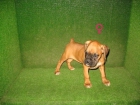 CACHORRITO BOXER 190  , HEMBRA PRECIOSA - mejor precio | unprecio.es