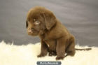 cachorros de labrador choclate con 2 meses listos para entregar:::::: - mejor precio | unprecio.es