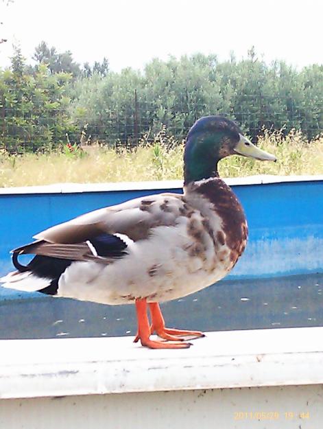 CAMBIO PATOS SALVAJES POR CABRA ENANA