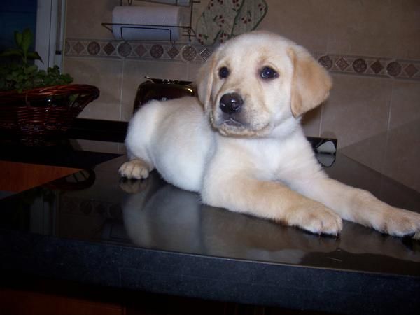 excelentes cachorros de labrador retriever con pedigree