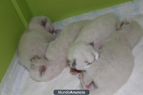 Gatitos Ragdoll con pedigree