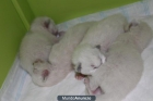 Gatitos Ragdoll con pedigree - mejor precio | unprecio.es