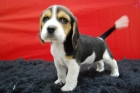 Increible_Camada_De_Beagle--Cachorrines_Tricolor_Disponibles_Para_Entregar"" - mejor precio | unprecio.es