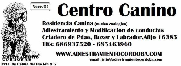 Magnifica camada de Perro de Agua Español