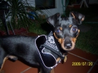 MALAGA " MAGNIFICO SEMENTAL DE PINSCHER MINIATURA PARA MONTA CON PEDIGREE - mejor precio | unprecio.es