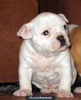 PRECIOSO BULL DOG FRANCES NACIONAL DE 6 MESES Madrid, Madrid - Badajoz - mejor precio | unprecio.es
