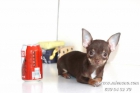 CHIHUAHUAS: CRIADERO CON GARANTÍA MIENANO.COM, perros, cachorros, toy, en venta - mejor precio | unprecio.es