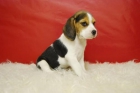 adorables cachorritos de beagle, con pedegree - mejor precio | unprecio.es