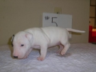 Beautiful, sonido cachorros bull terrier saludables disponibles. - mejor precio | unprecio.es