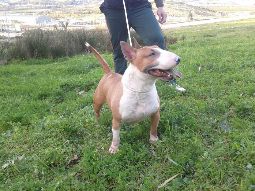 bull terrier miniatura