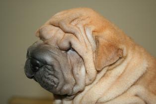 Cachorritos de Shar pei de 2 meses, con pedigree.