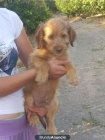CACHORROS dos meses en la carretera , urge acogida‏ - mejor precio | unprecio.es