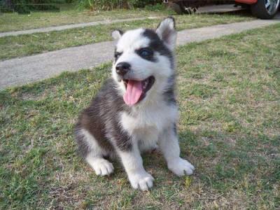 Cachorros husky siberiano a cualquier ho