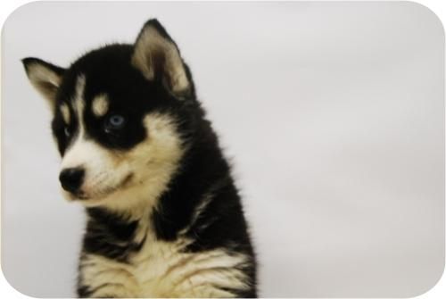 Camada de Husky con un toque muy expecial.