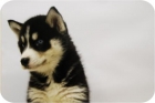 Camada de Husky con un toque muy expecial. - mejor precio | unprecio.es