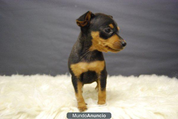 Fantasticos Pinscher Miniatura de gran calidad y pura raza
