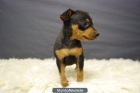 Fantasticos Pinscher Miniatura de gran calidad y pura raza - mejor precio | unprecio.es