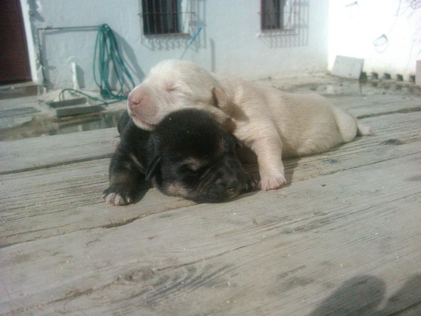 pastores alemanes con mezcla de lobo preciosos cachorros