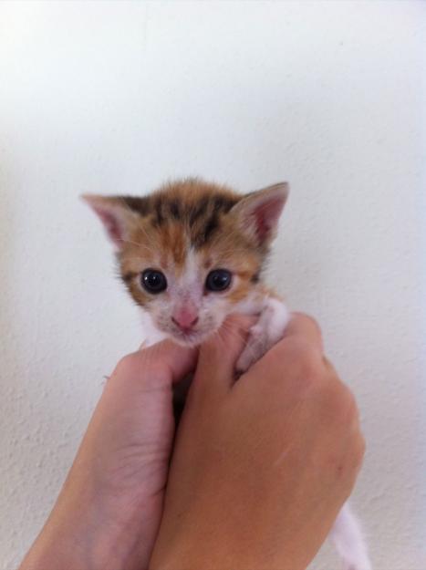 Regalo gatita tricolor!