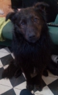 Regalo perro - mejor precio | unprecio.es