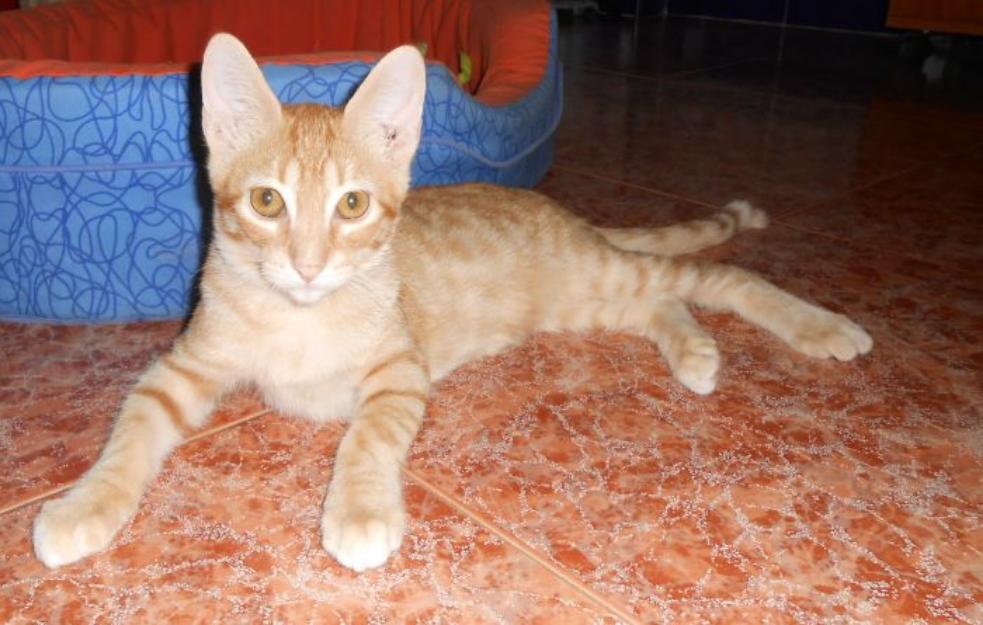 OPI, gatito pelirrojo en adopción