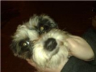 ADOPCION CACHORRITA MURCIA‏ - mejor precio | unprecio.es