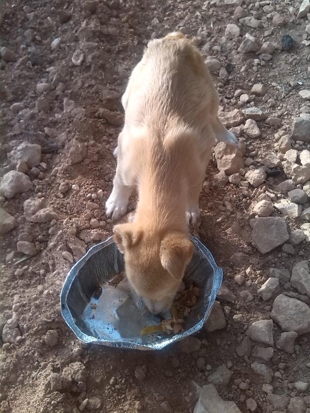 Cachorro de 2 a 3 meses encontrado en ciudad real