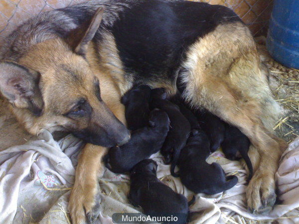 Cachorro Pastor Aleman