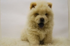 Chow Chow www.animalflower.es - mejor precio | unprecio.es
