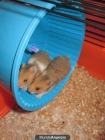 Crias de Hamster Dorado - mejor precio | unprecio.es