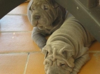 Excelente camada de Shar-peis Mallorca - mejor precio | unprecio.es