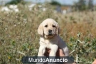 LABRADORES - mejor precio | unprecio.es