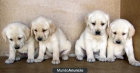LABRADORES MUY BONITOS - mejor precio | unprecio.es