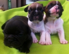 Se venden cachorros de bulldog francés - mejor precio | unprecio.es