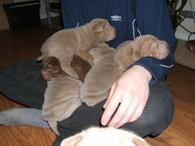 Shar pei cachorros para su adopcion