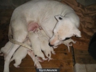 ¡¡OCASION!!camada dogo argentino - mejor precio | unprecio.es