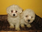 BICHON MALTES EXCELENTES CACHORROS CON CHIP 360 - mejor precio | unprecio.es