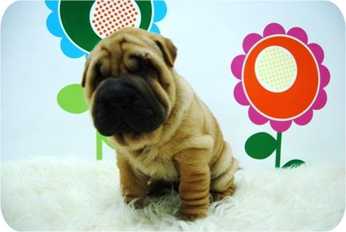 Cachorritos de Shar Pei de la mejor calidad y con las mejores garantias en www.hadican.es