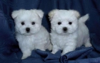 cachorros maltés para un nuevo hogar - mejor precio | unprecio.es