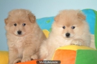 Cachorros Pomerania - mejor precio | unprecio.es