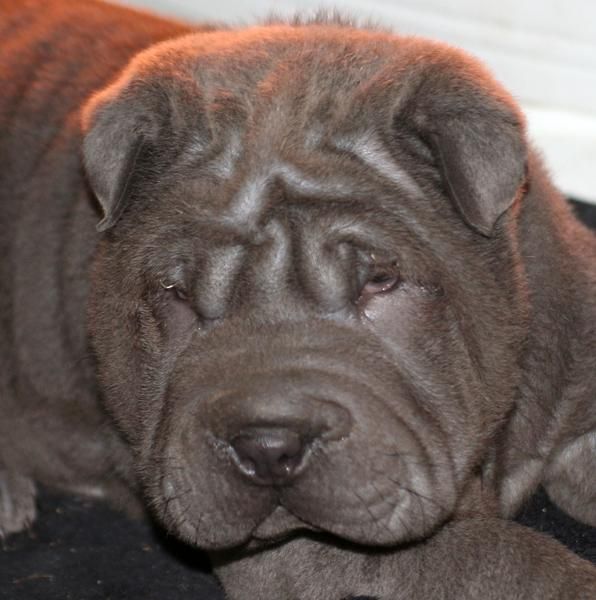 CAMADA shar-pei entrega inmediata