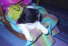 Cambio cachorro shih tzu - mejor precio | unprecio.es