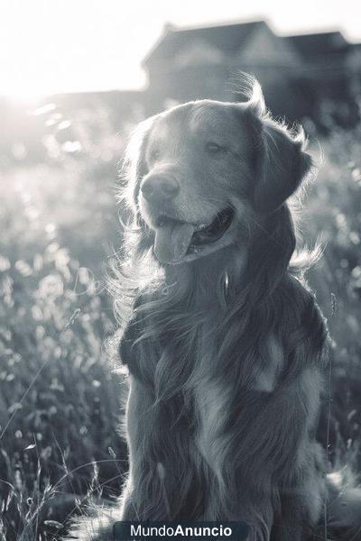 Golden Retriever Rayco busca novia (Asturias) PARA MONTA