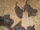 Labrador Retriever Chocolate cachorros - mejor precio | unprecio.es