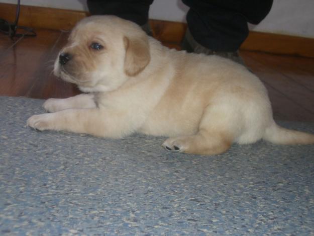 LABRADOR RETRIEVER CON PEDIGRGÍ